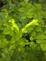 Tecomaria capensis / Jasmin du Cap - Origine : Afrique du sud  Utilisation : peut se présenter sous l'aspect d'un arbuste de 1,50 m de hauteur, ou grimper sur une pergola de 2 m de hauteur ou encore utilisé comme couvre sol